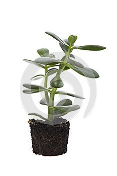 Growing lucky tree in soil