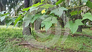 The growing luffa sponge gourd plant