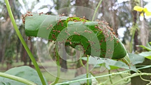 The growing luffa sponge gourd plant