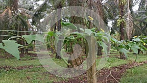 The growing luffa sponge gourd plant