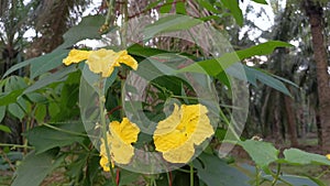 The growing luffa sponge gourd plant