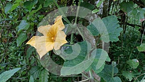 The growing luffa sponge gourd plant