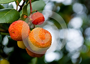 Growing Lychee fruit