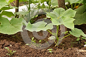 Growing marrow squash