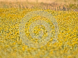 Immortelle field near Oklaj in Croatia photo