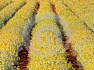 Immortelle field near Oklaj in Croatia photo