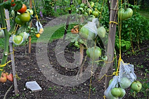 Growing melons cannot do without a support net, which carries the weight of the fruits hanging on a string from the supporting str