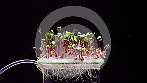 Growing micro green plants in timelapse. Sprouts germination newborn plant without using soil . Hydroponics at home