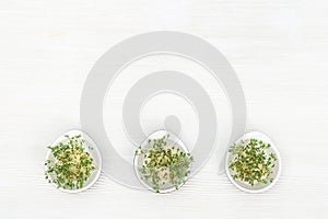 Growing Micro greens for eating right. Very health vegetable salad. Modern natural food