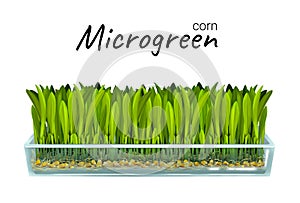 Growing microgreen corn