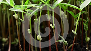 Growing microgreen plants in spring timelapse, sprouts germination newborn plant in greenhouse agriculture
