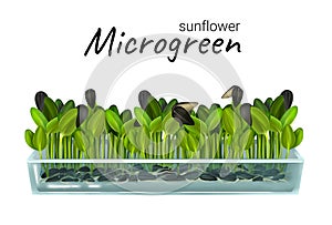 Growing microgreen sunflower