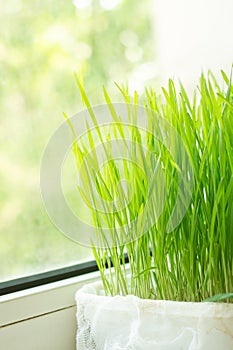 Growing of microgreen on the windowsill. Food trend. Healthy eating