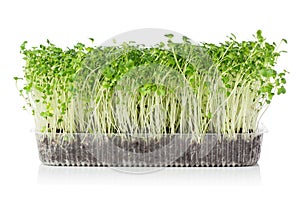 Growing microgreens