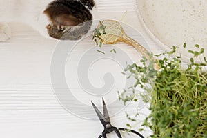 Growing microgreens at home.  Cute cat smelling fresh flax sprouts on ceramic spoon on white wood