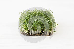 Growing microgreens at home. Fresh arugula sprouts on linen mat on white wood, copy space. Sprouter photo