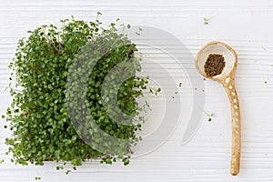 Growing microgreens at home. Fresh arugula sprouts and spoon with seeds on white wood. Sprouter