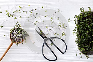 Growing microgreens at home. Fresh red cabbage sprouts, spoon, stems, scissors on white wood