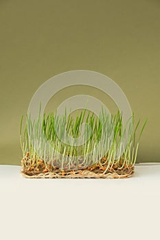 Growing microgreens at home. Fresh Wheat sprouts on linen mat