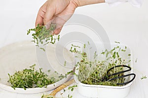 Growing microgreens at home. Hand holding flax sprouts at plate, spoon, scissors on white wood
