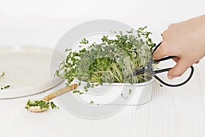 Growing microgreens at home. Hands cutting flax sprouts with scissors from sprouter on white wood