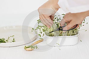 Growing microgreens at home. Hands cutting flax sprouts with scissors from sprouter on white wood