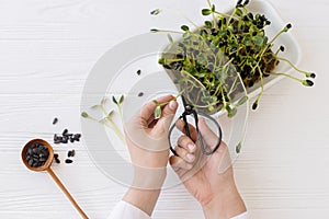 Growing microgreens at home. Hands cutting fresh sunflowers sprouts with scissors from sprouter photo