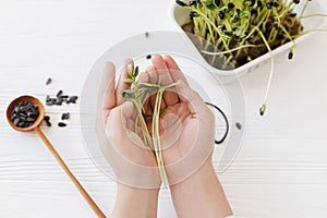 Growing microgreens at home. Hands holding fresh sunflowers sprouts, spoon, seeds on wood. Top view