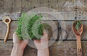 Growing microgreens at home. Hands with watercress sprouts, seeds, spoon, scissors on rustic wood