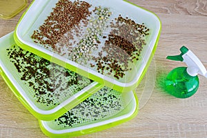 Growing microgreens. The process of planting seeds in microgreening trays. Germination of seeds