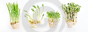 Growing microgreens on white background with free space for text. Healthy eating concept of fresh garden produce