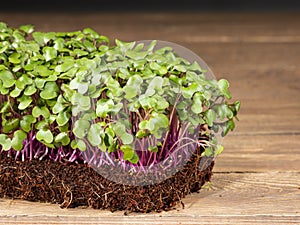 Growing microgreens. Young shoots of cabbage, ready to eat, on a wooden table. Rustic style,close up