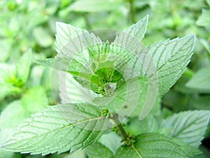 Growing mint