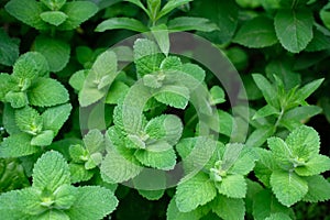 Growing mint leaves background. Green mint pepermint leaves, fresh fragrant mint