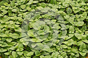 Growing mint leaves