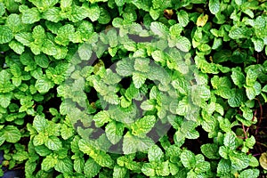 Growing mint in organic