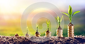 Growing Money - Plant On Coins photo