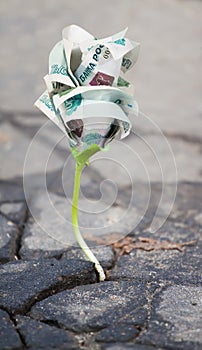 Growing money sprout in asphalt