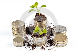 Growing Money in time - Plant On Coins - Finance And Investment. Shooting on studio white background