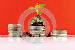 Growing Money in time - Plant On Coins - Finance And Investment. Shooting on studio white background