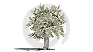 Growing money tree