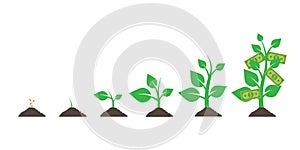 Growing money tree. isolated on white background. Vector illustration. Eps.