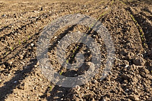 a growing monoculture of sweet corn in sunny weather