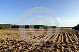 a growing monoculture of sweet corn in sunny weather