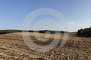 a growing monoculture of sweet corn in sunny weather