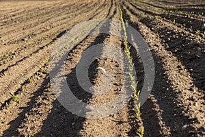 a growing monoculture of sweet corn in sunny weather