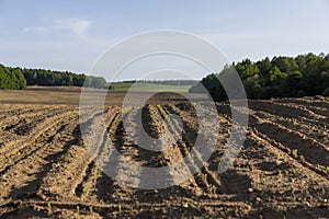 a growing monoculture of sweet corn in sunny weather