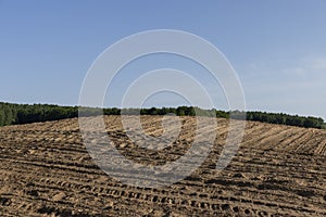 a growing monoculture of sweet corn in sunny weather