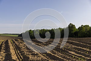 a growing monoculture of sweet corn in sunny weather photo