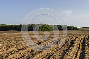 a growing monoculture of sweet corn in sunny weather photo